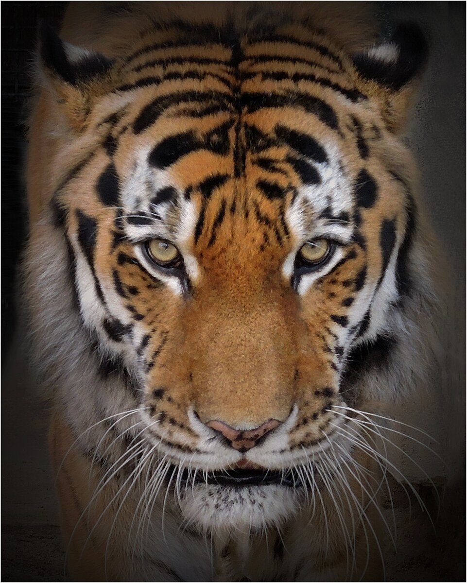 Милые тигрята