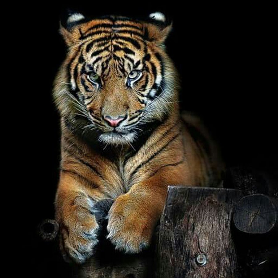 Йулбарс боласи