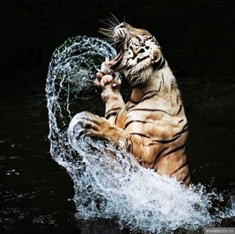 Милый Тигрёнок