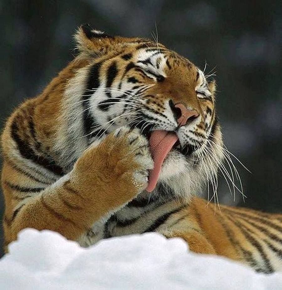 Гифка тигр рычит