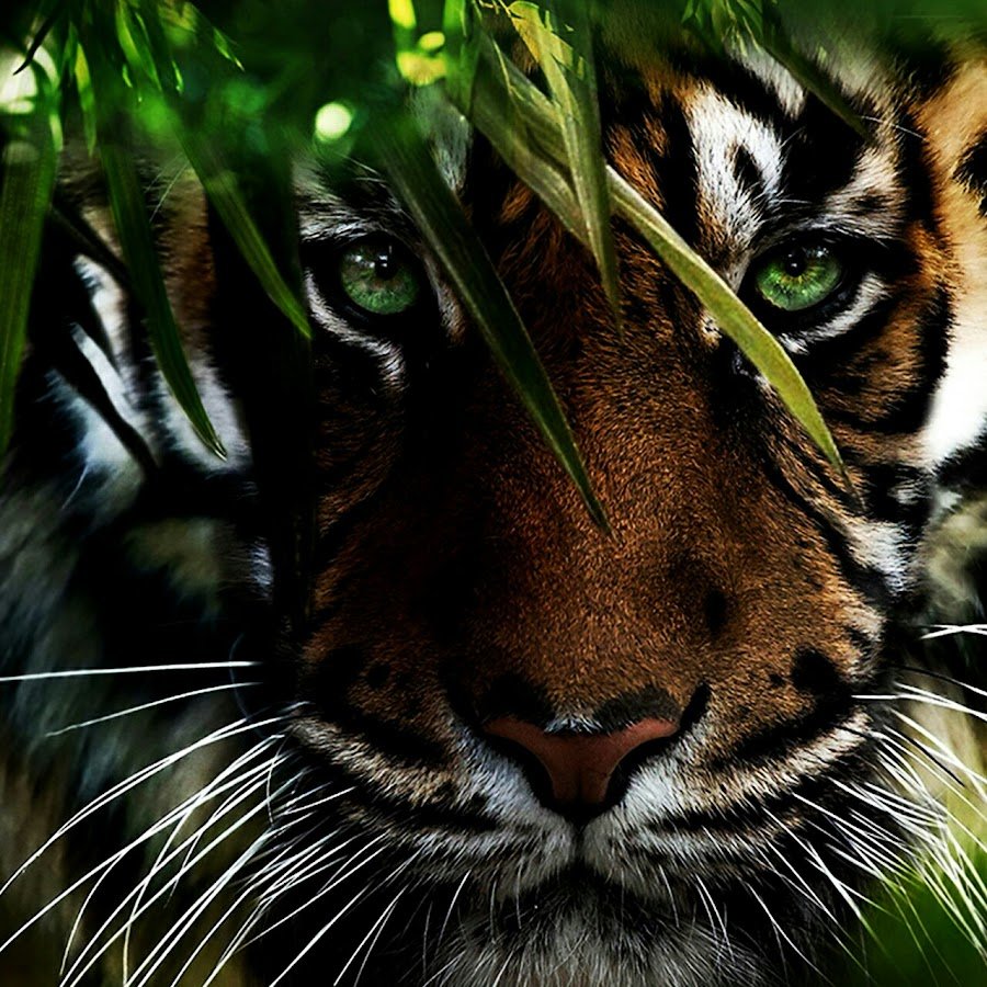 Амурский тигр в Корее