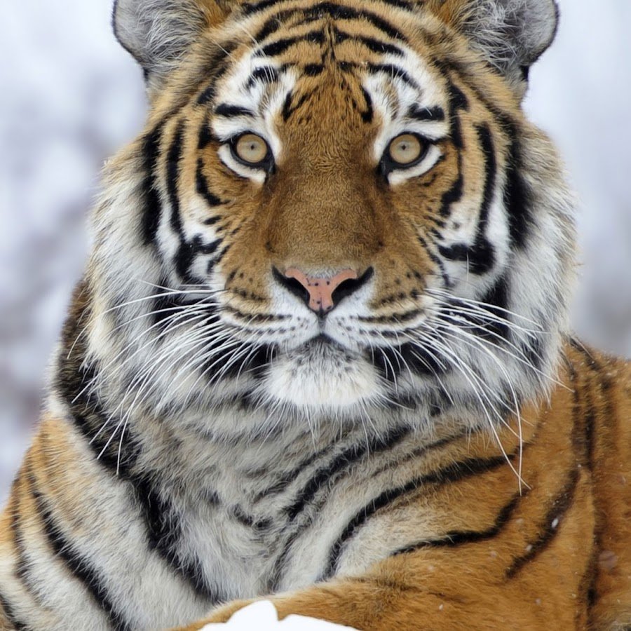 Бенгальский тигр