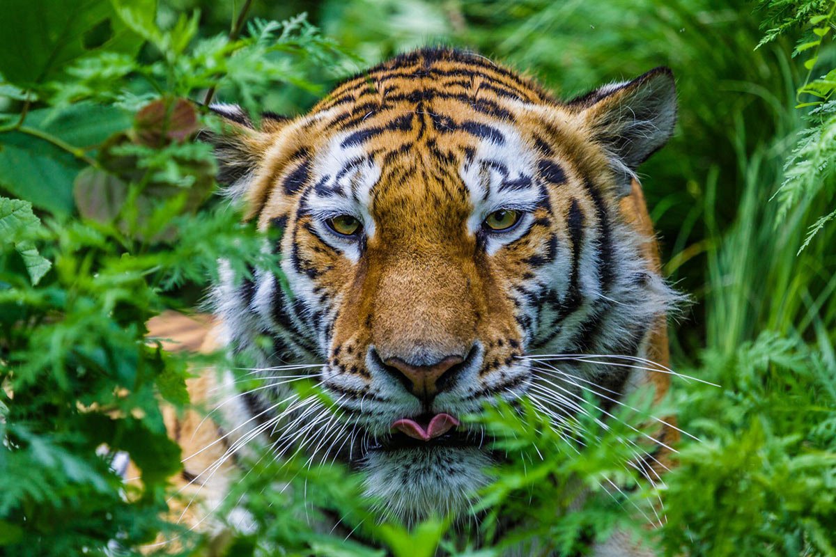 Белый тигр с голубыми глазами