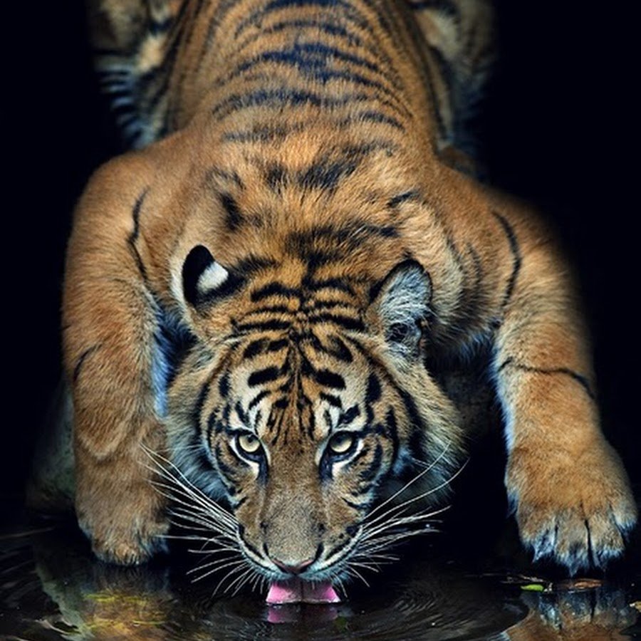 Красивый тигр