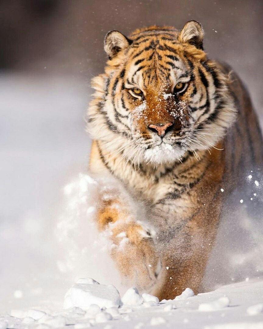 Картинки с высоким разрешением на телефон животные