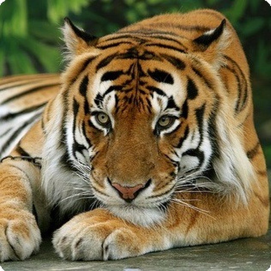 Тайгер бенгальский