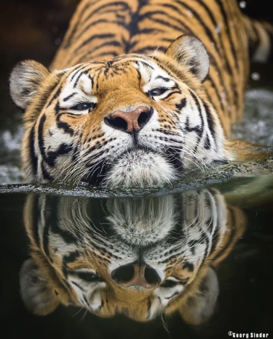 Красивый тигр