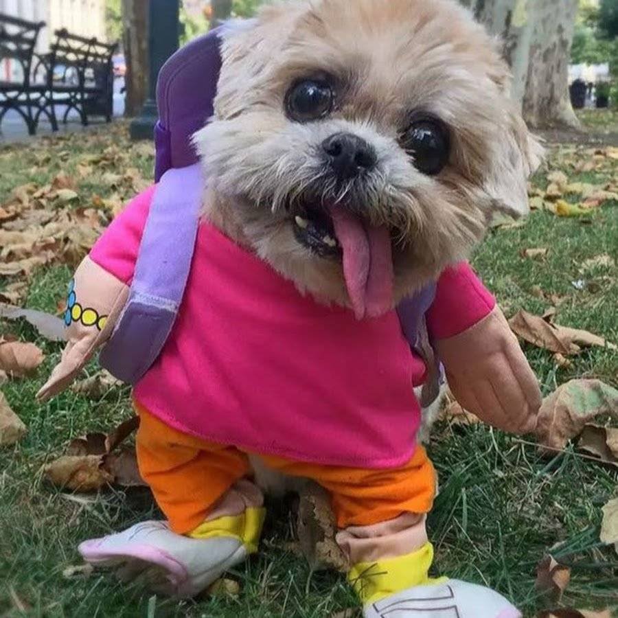 Померанский шпиц