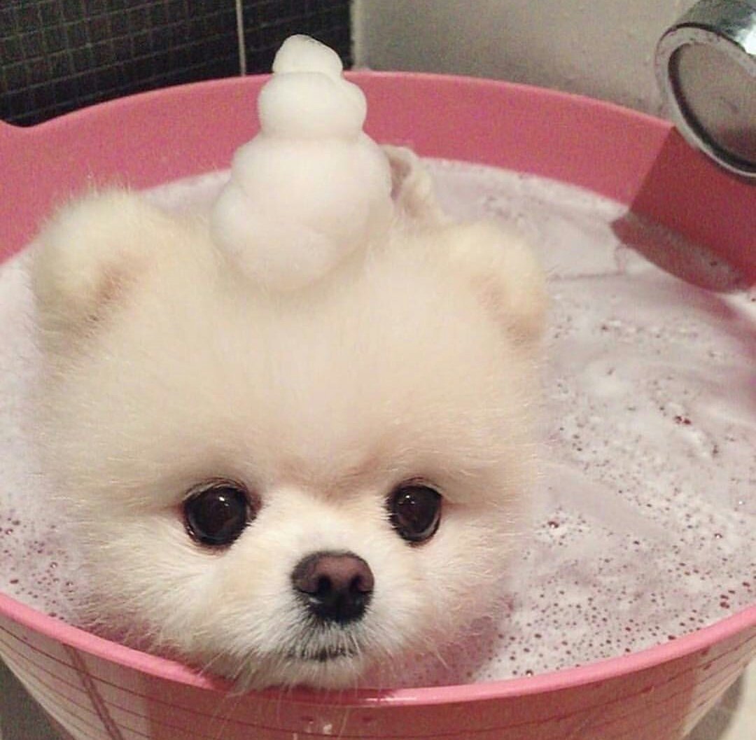 Шпиц померанский улыбка