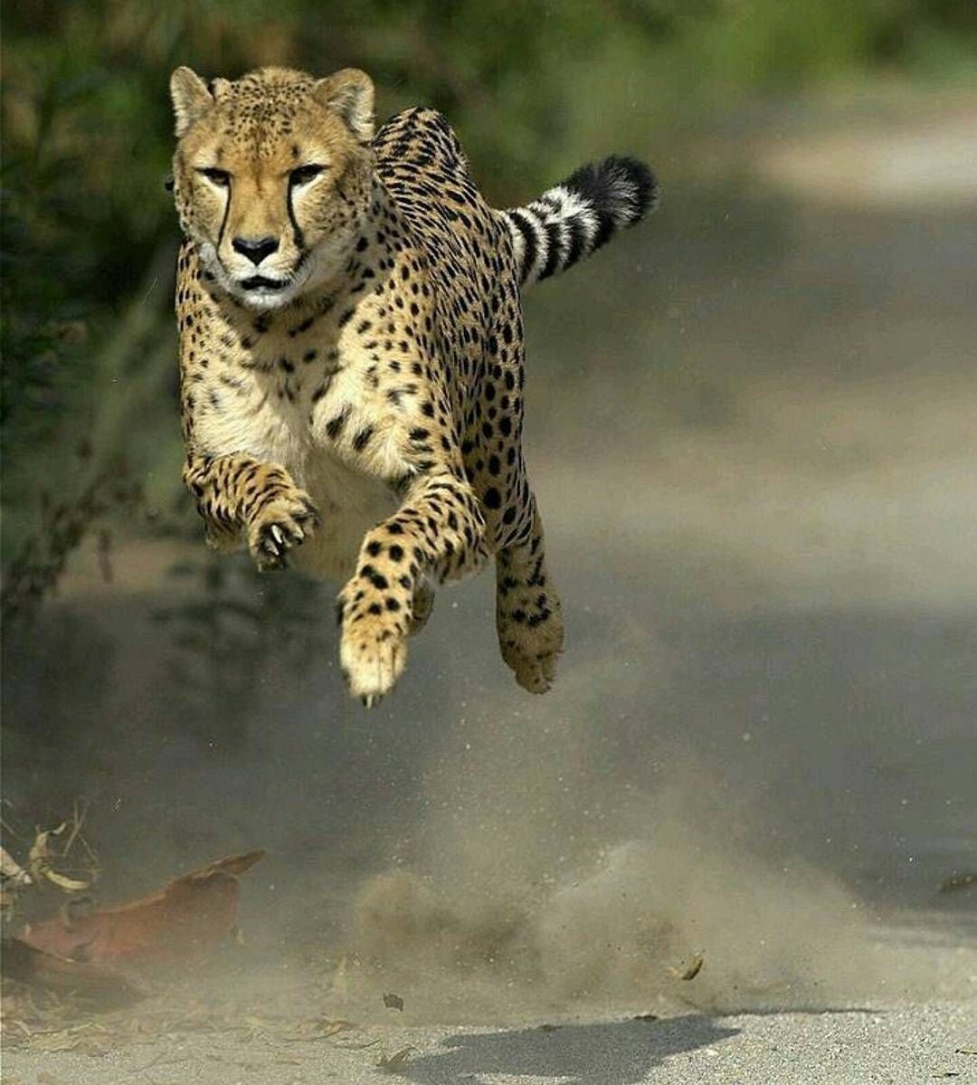 Леопард бежит