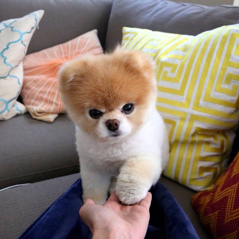 Картинки собачек милых и няшных