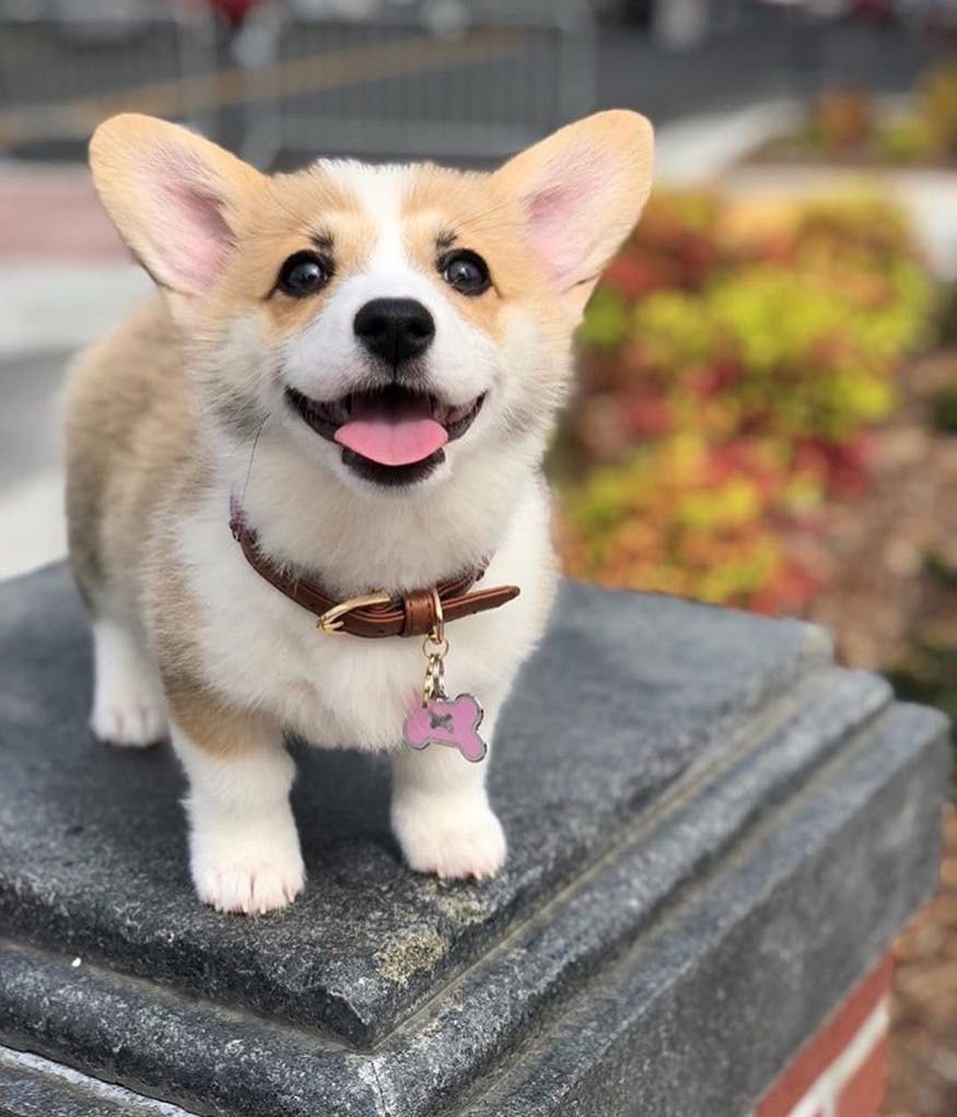 Чихуахуа Туна