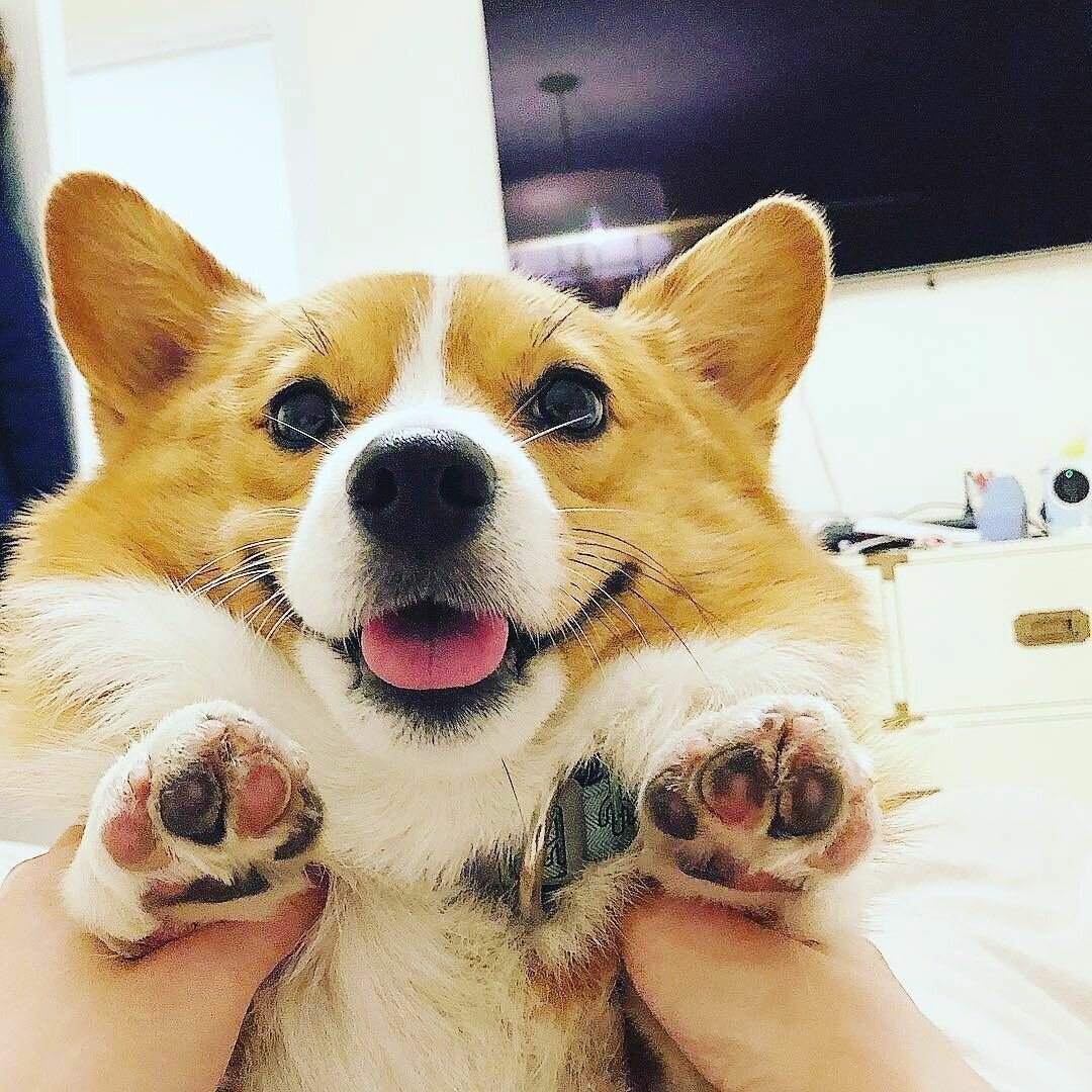 Порода сиба ину