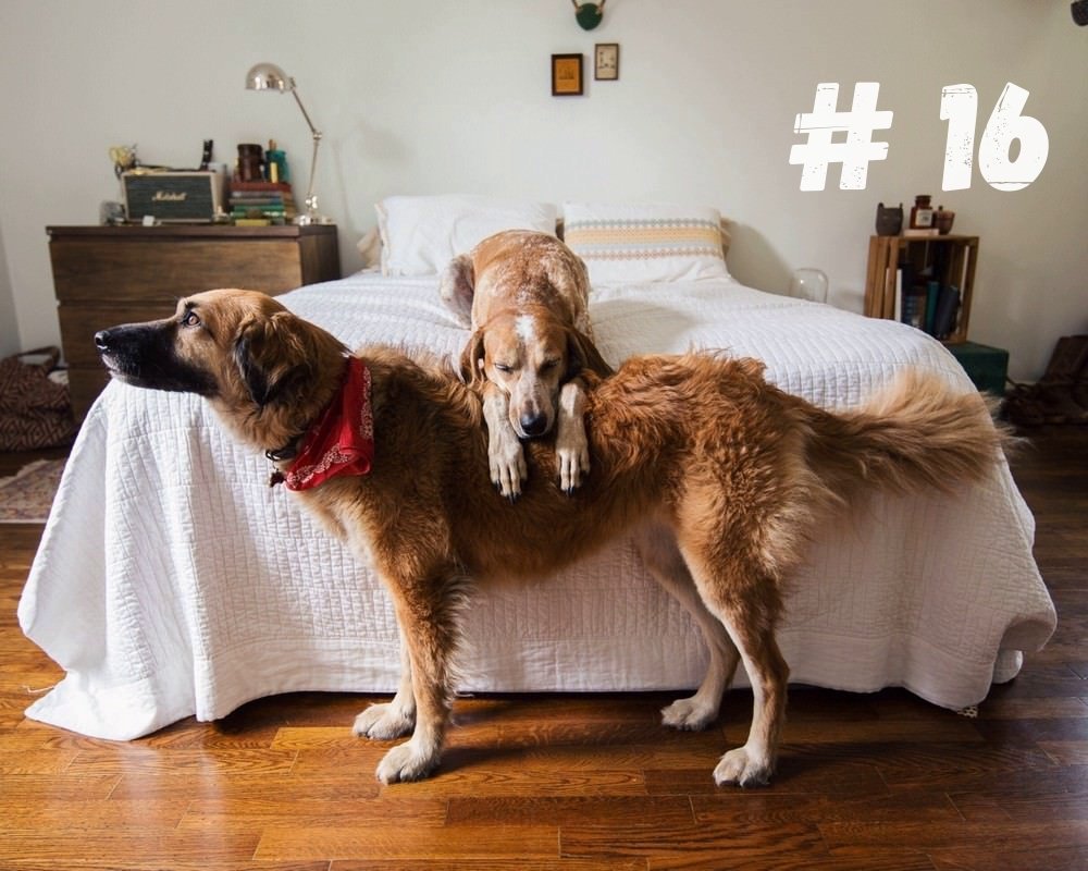 Собачьи кошачьи приколы