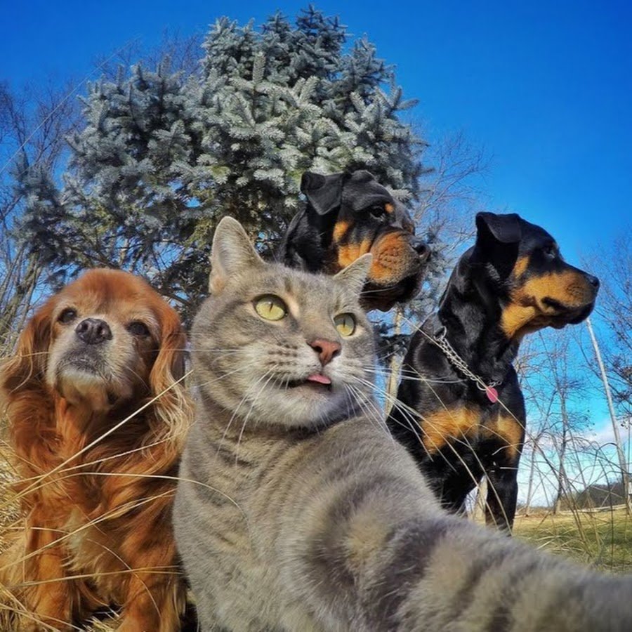 Смешные кошки и собаки