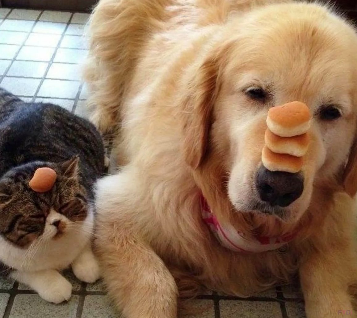 Смешные кошки и собаки