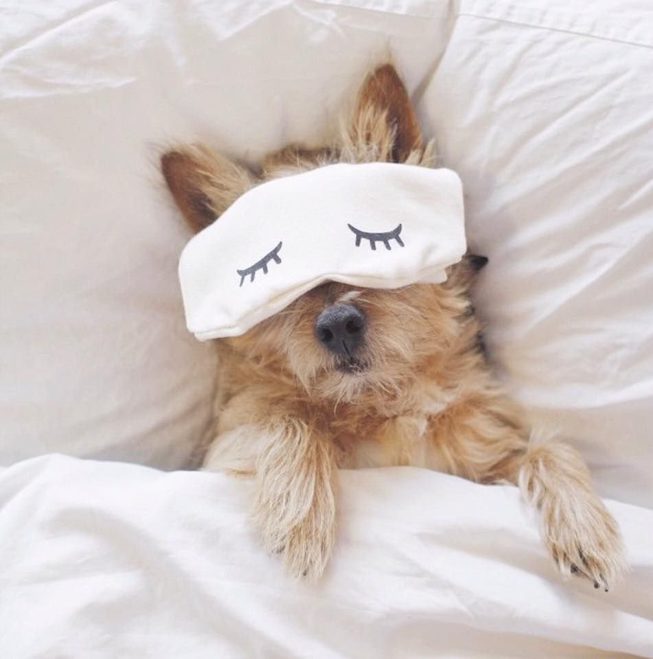 Сохры с собачками