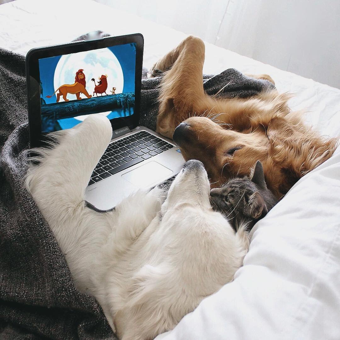 Селфи кота Мэнни