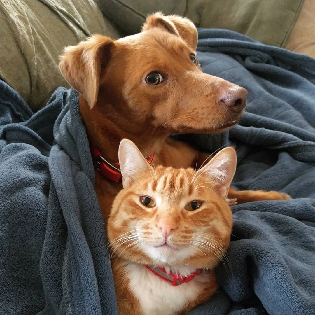 Собака и кошка вместе