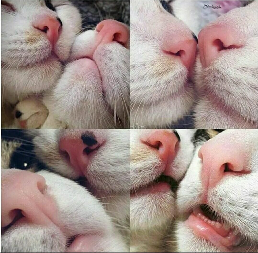 Самые смешные коты и собаки