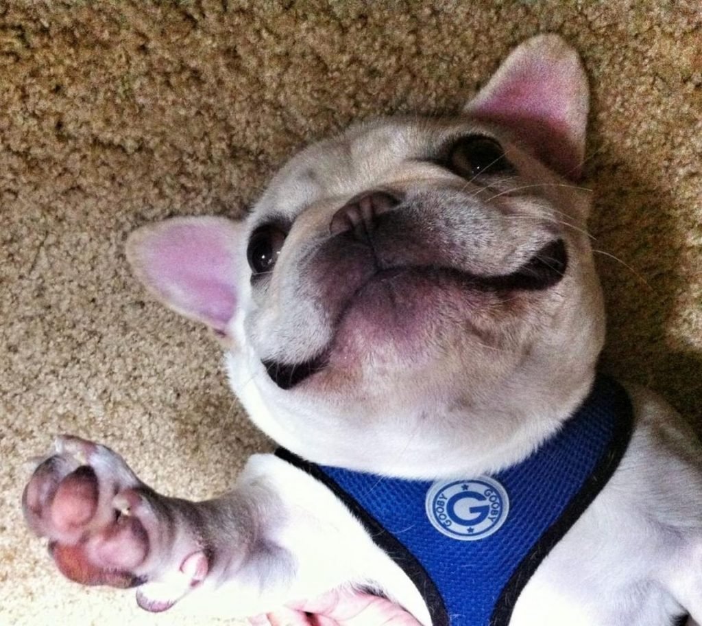 Улыбка домашних питомцев