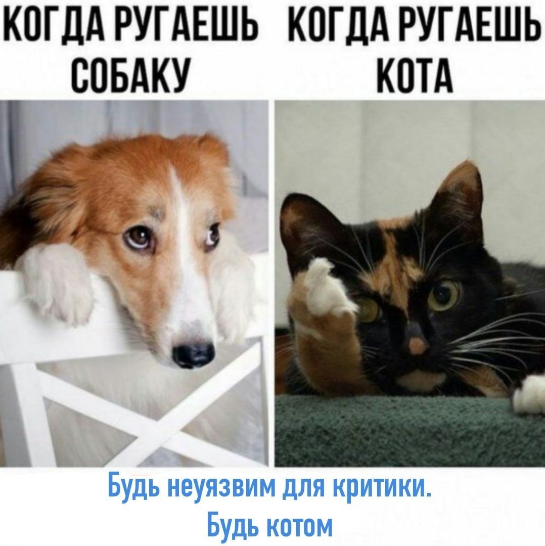 Хенри Колорадо дог