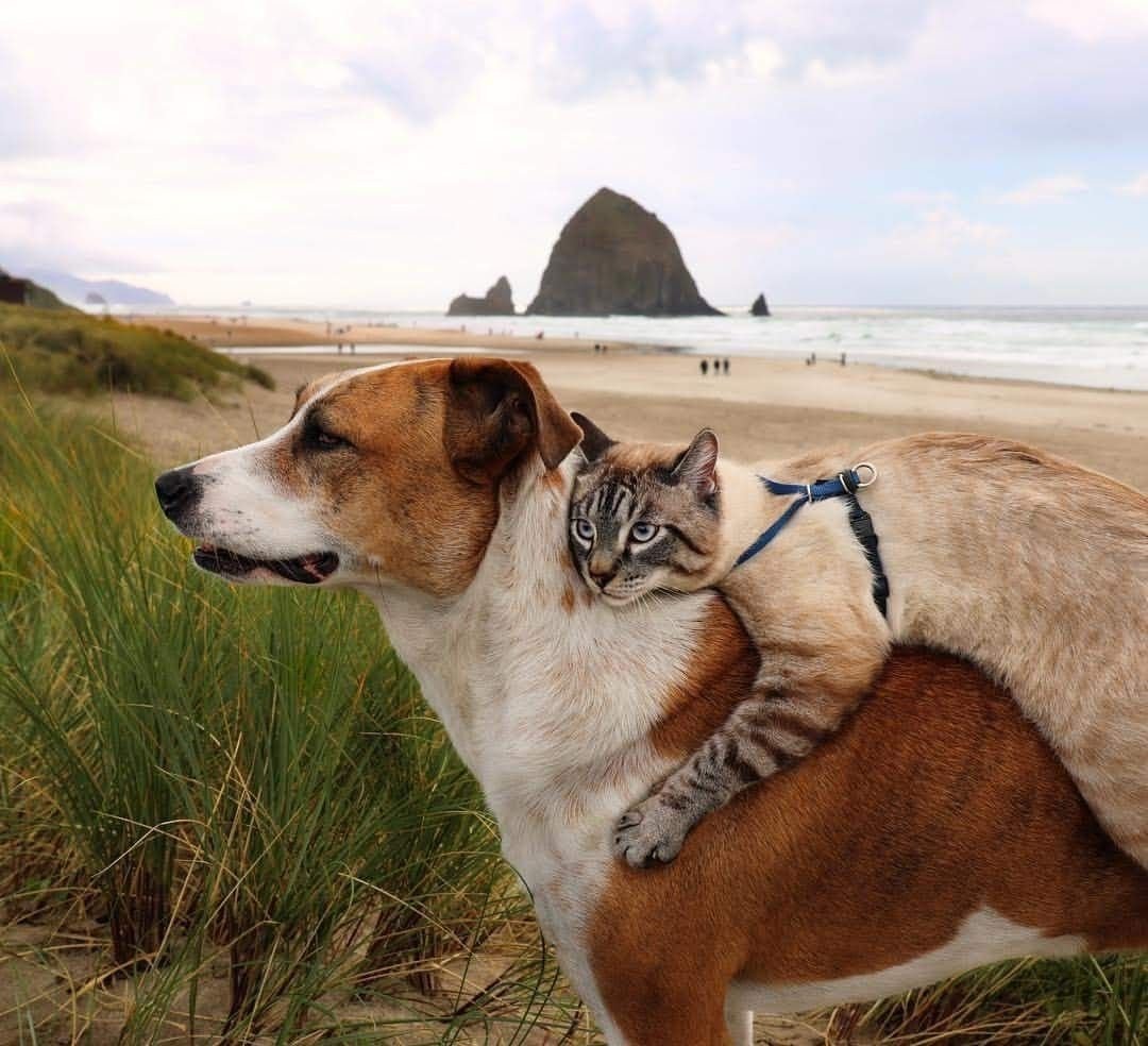 Доброе утро с собачками