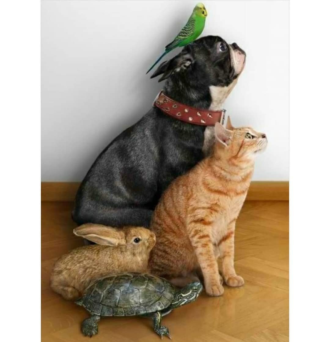 Домашние любимцы