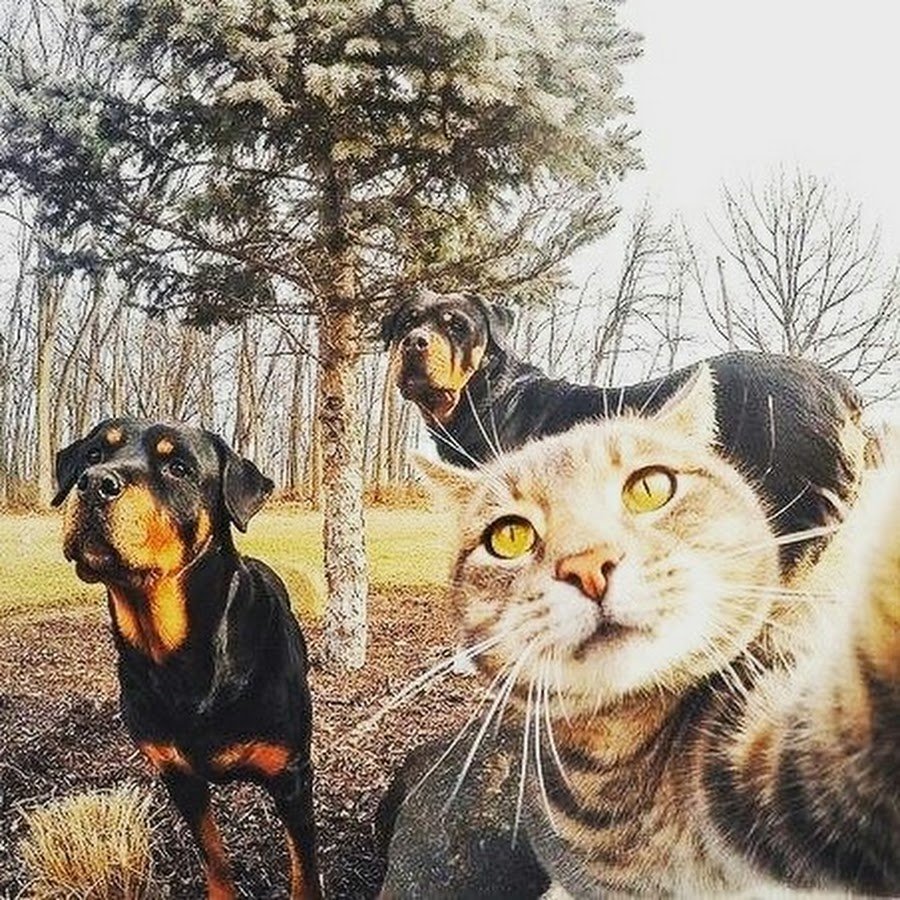 Абиссинский кот селфи