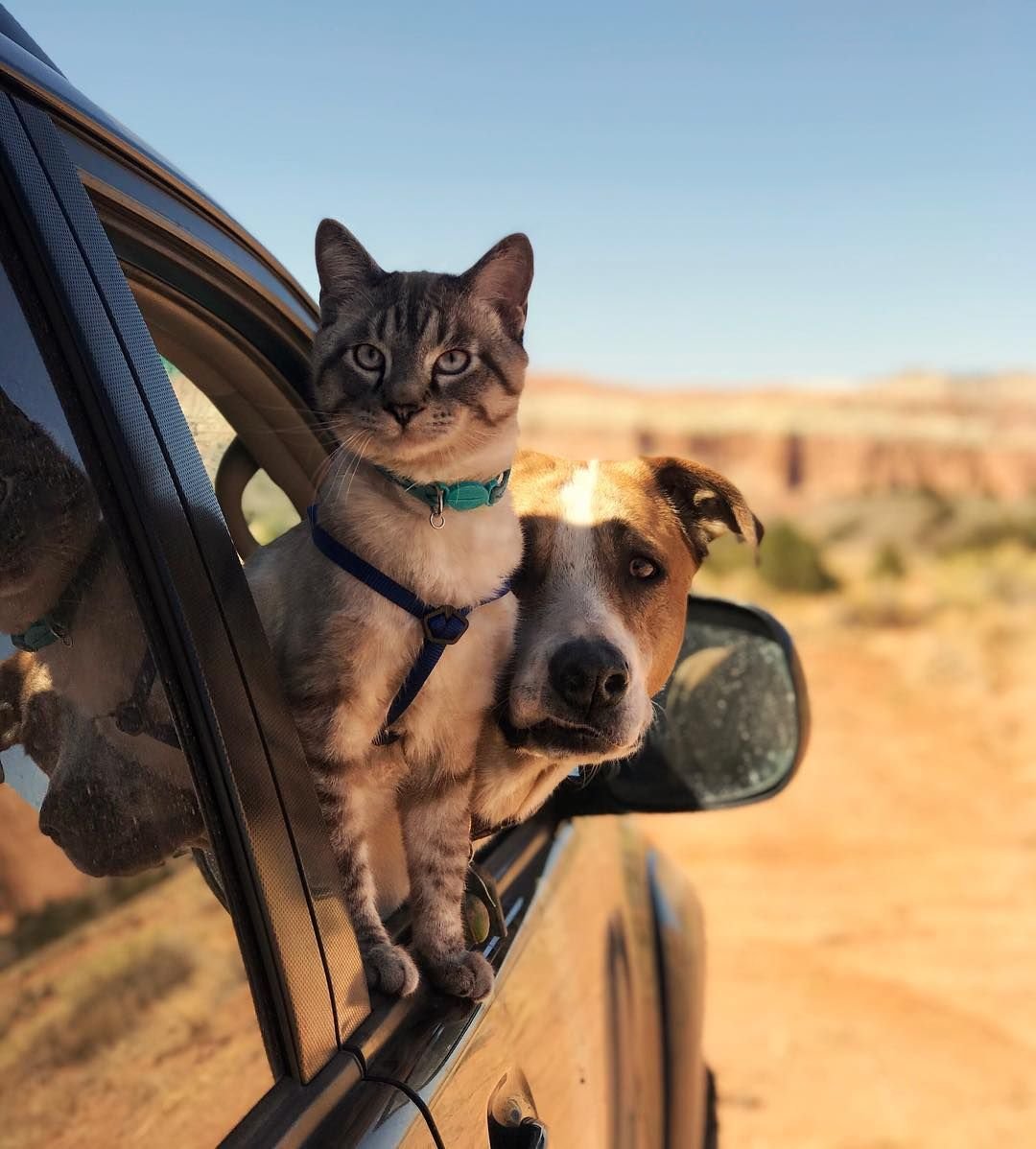 Дружба кошки и собаки