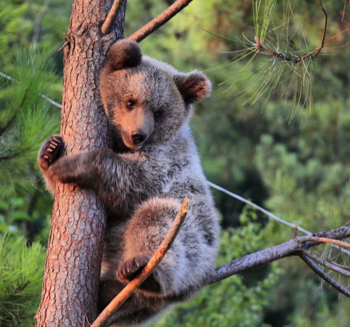 Медвежонок в лесу