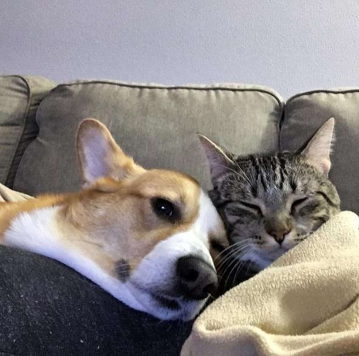 Вельш корги и кот