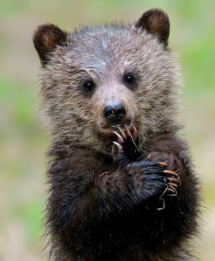 Милый Медвежонок