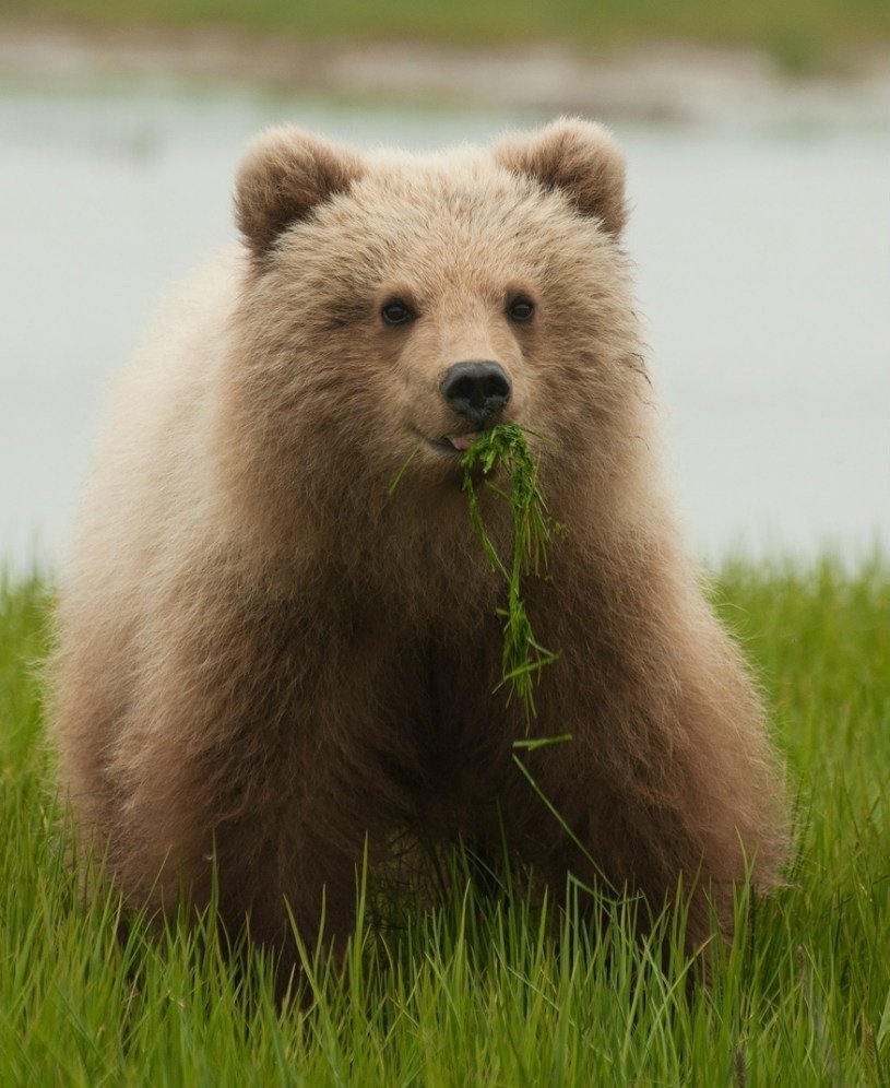 Бурый медведь Михайло Потапыч