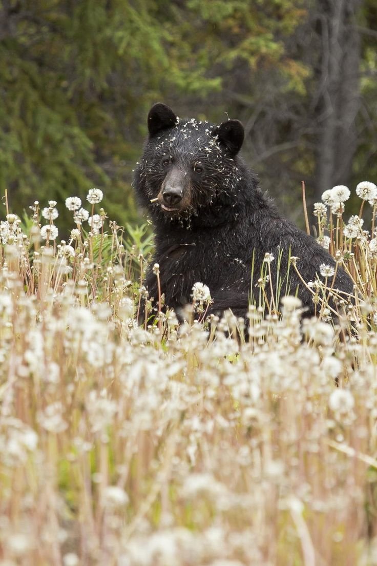 Медведь в природе
