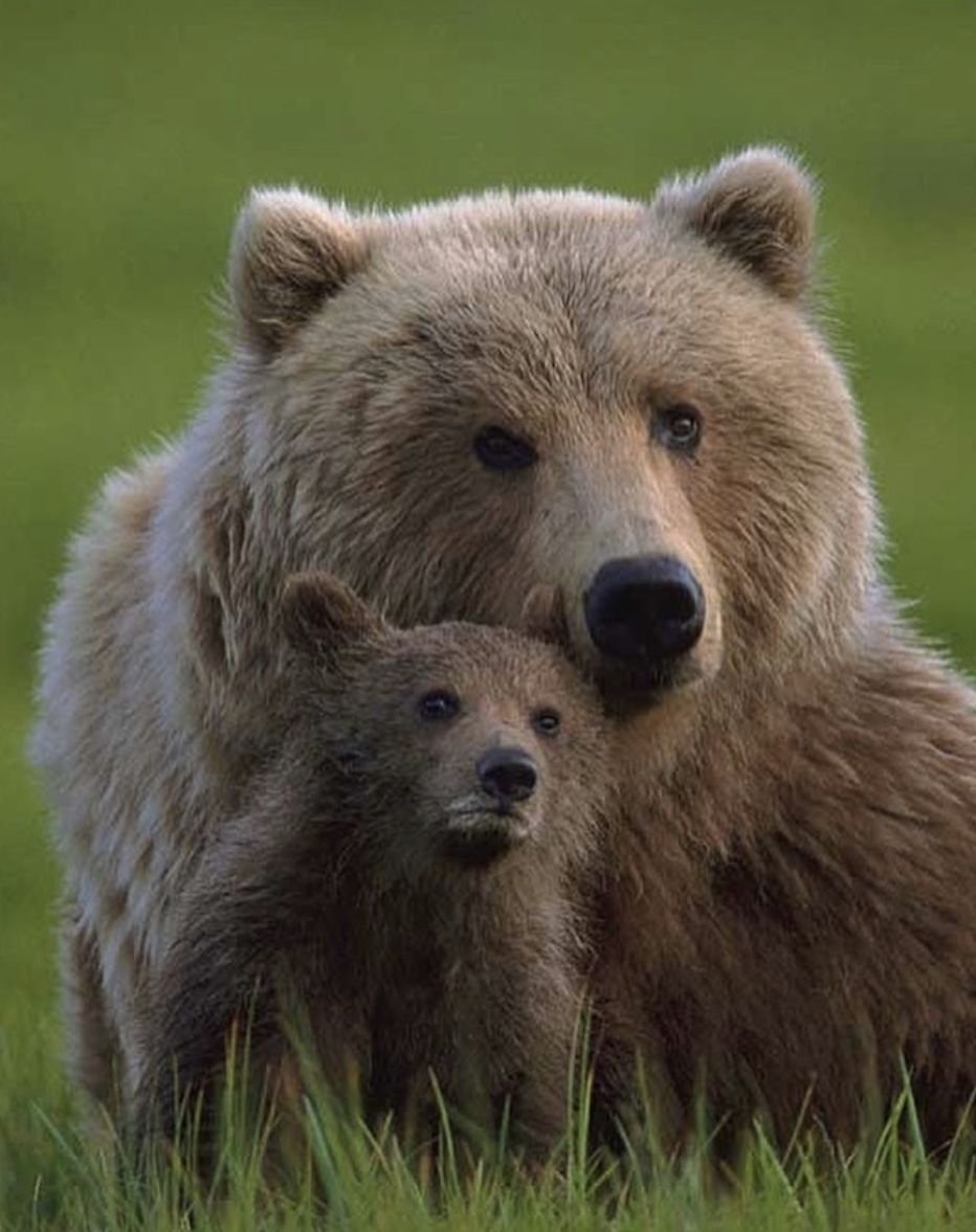 Бурый Медвежонок