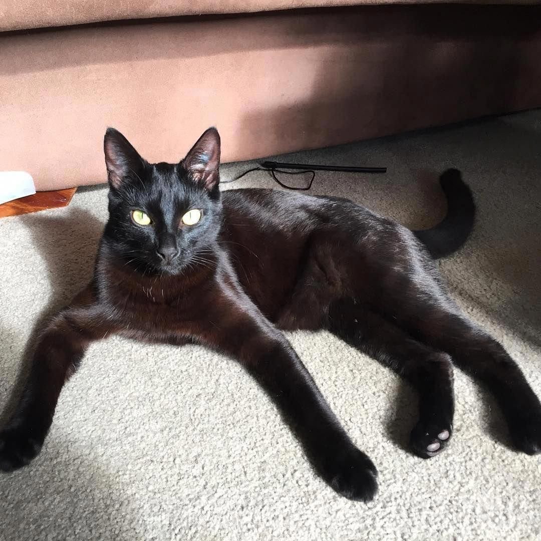 Метис кот черный