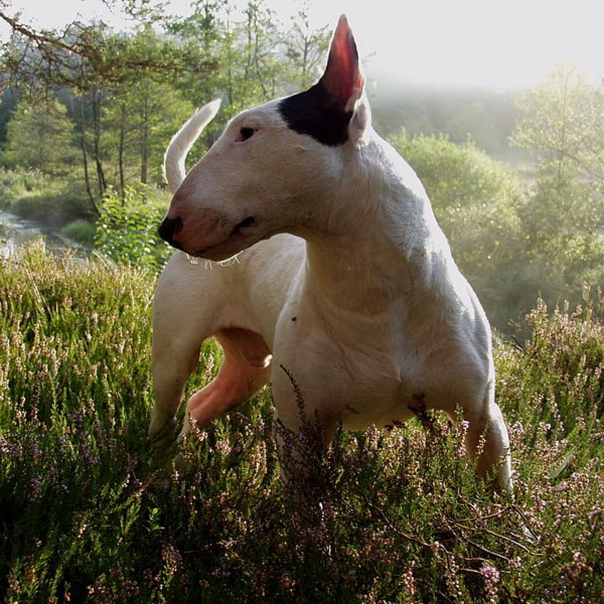 Бультерьер разноглазый