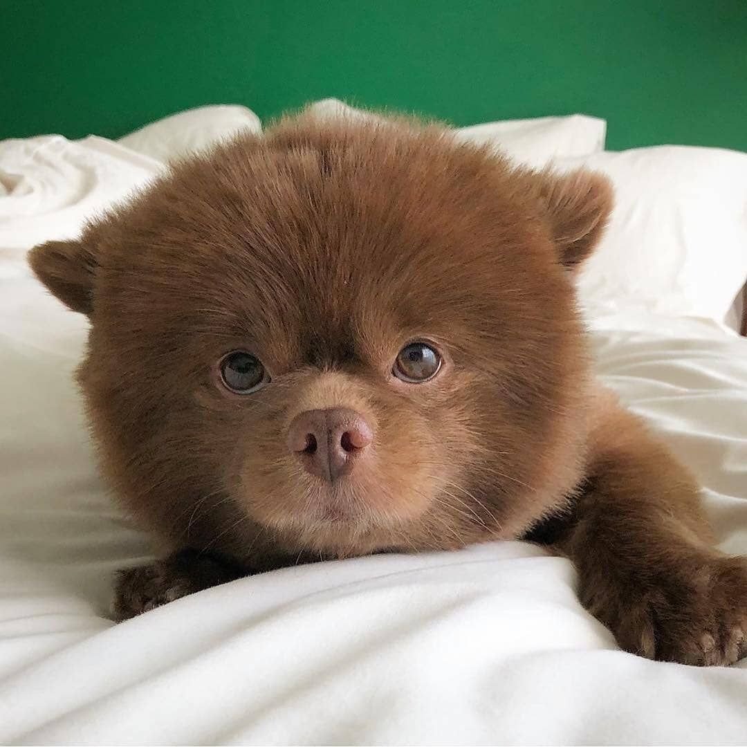 Померанский шпиц шоколадный