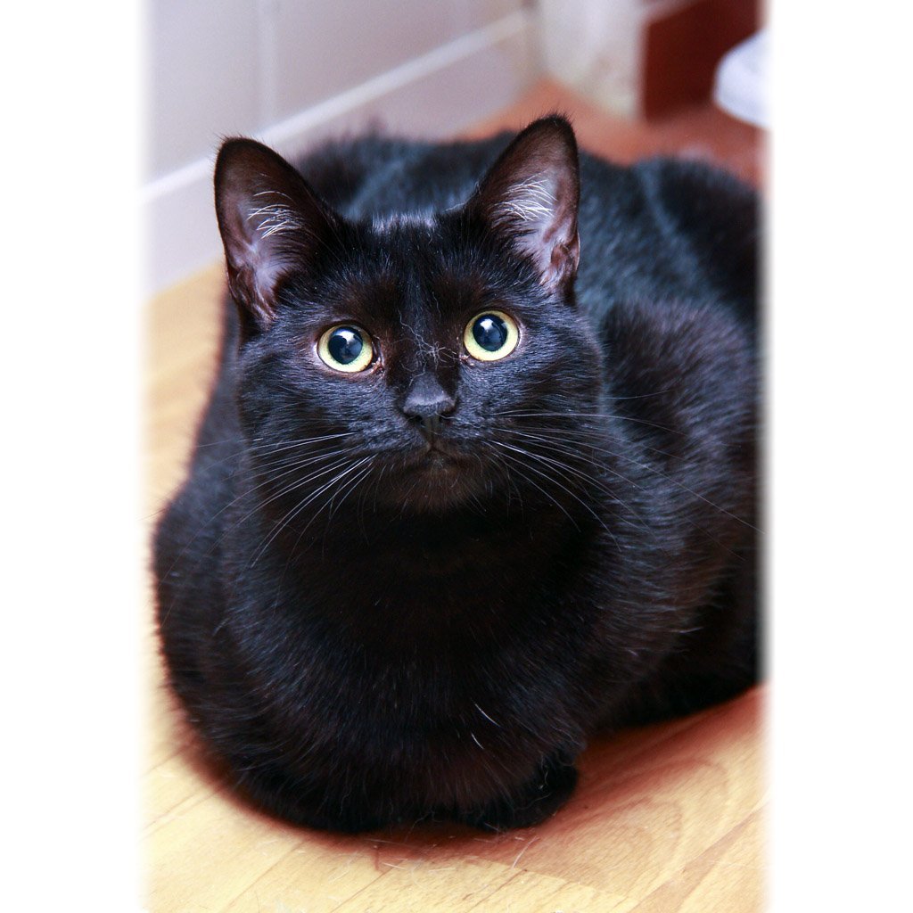 Сибирский кот черный метис