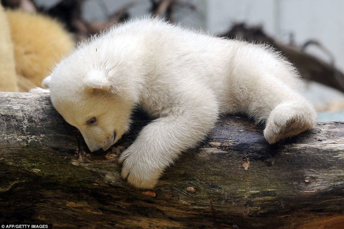 Маленький Медвежонок