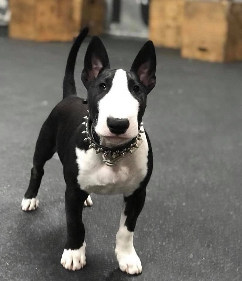 Мини бультерьер черный с белым