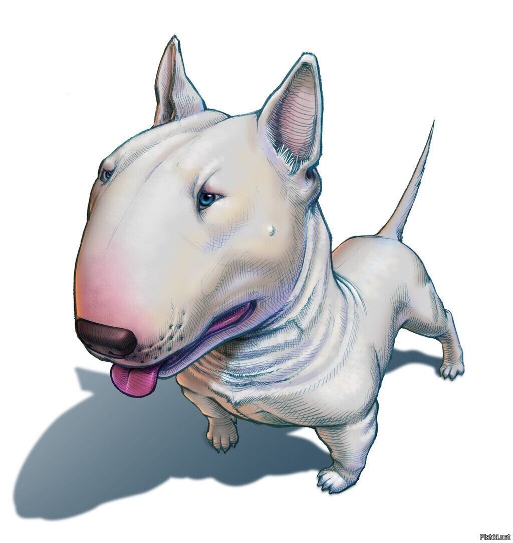 Бультерьер анатомия