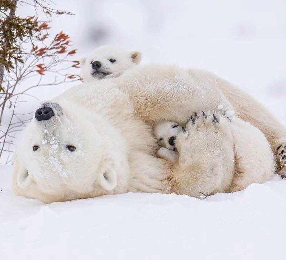 Белый мишка