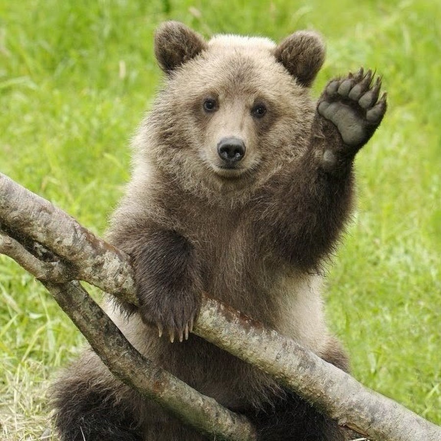 Милый медведь