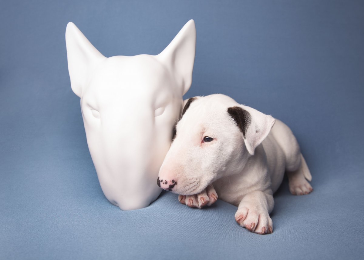 Бультерьер на свадьбе