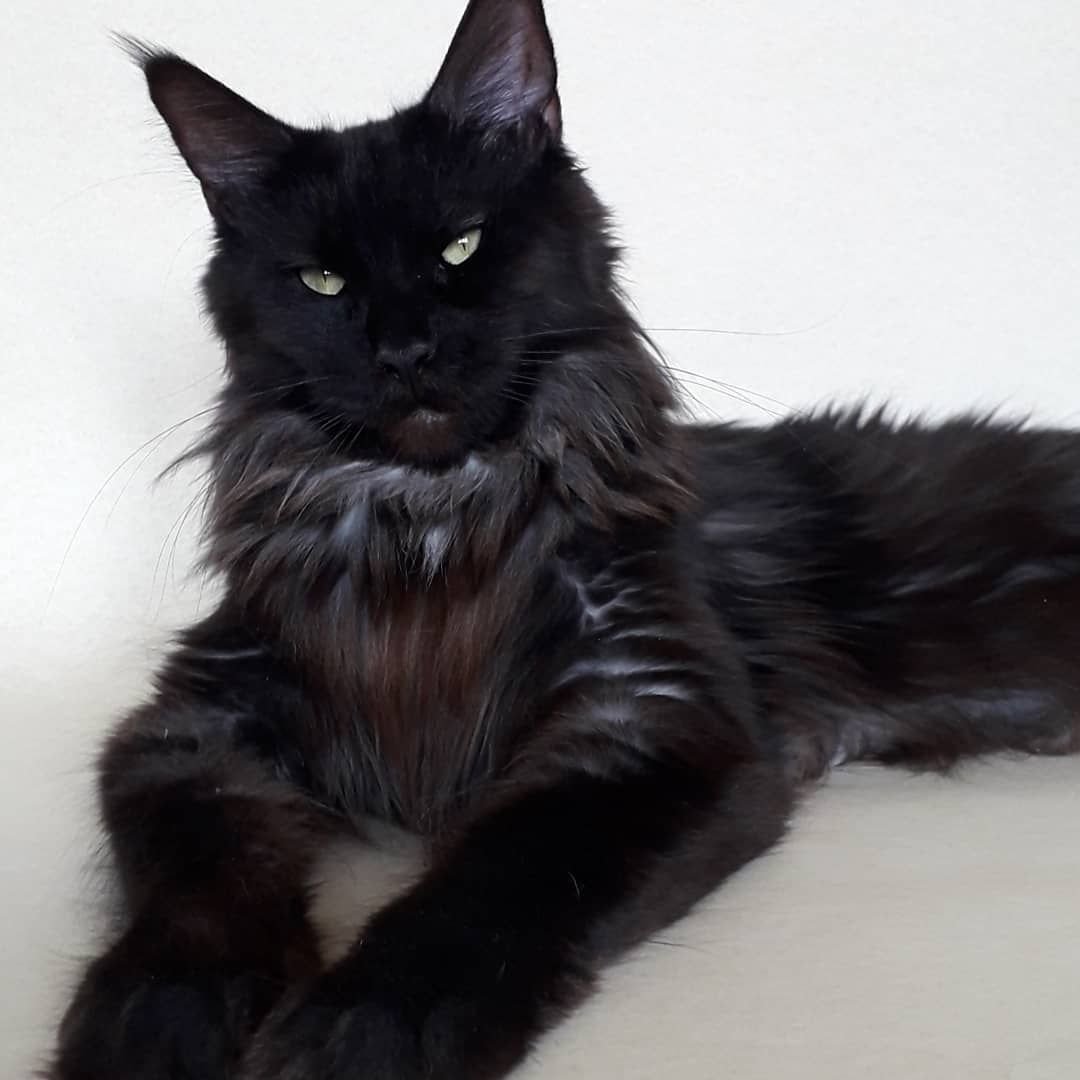 Норвежская Лесная биколор