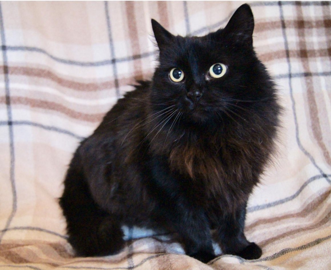 Метис кот черный