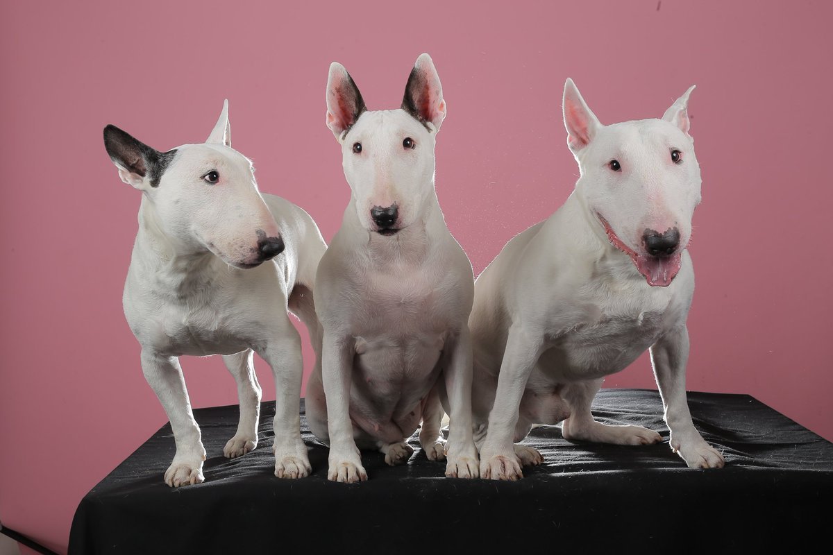 Бультерьер альбинос