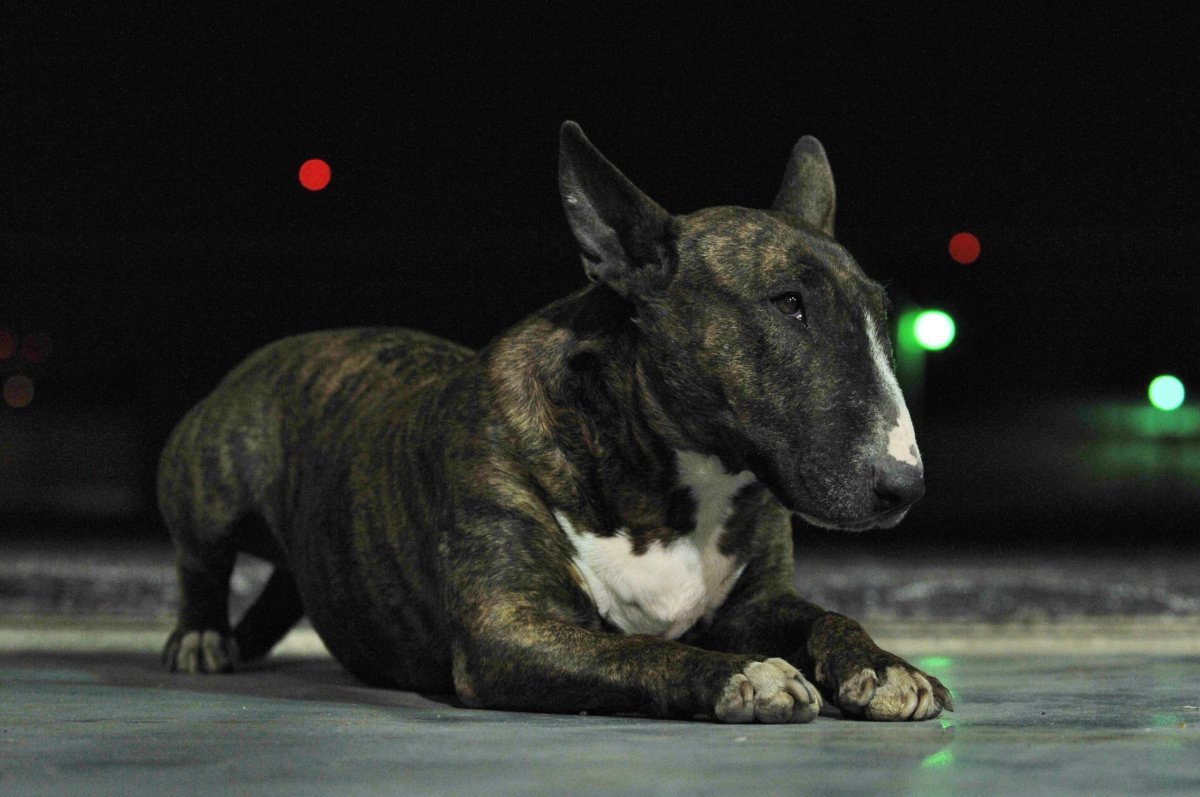 Бультерьер черный тигровый окрас